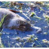 -Wild Platypus Series- “Kermandie” – LAZY DAYS – Matt Finished – STICKER