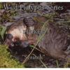 -Wild Platypus Series- “Kermandie” – SCRATCH – Matt Finished – STICKER