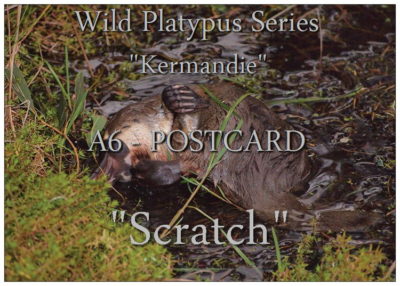“Scratch” – POSTCARD