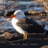 Pacific Gull – 8″x10″ Photo Print