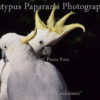 Sulphur Crested Cockatoos – 8″x10″ Gloss – Photo Print
