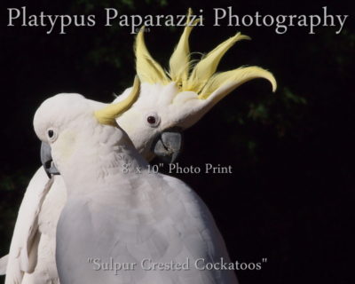Sulphur Crested Cockatoos – 8″x10″ Gloss – Photo Print