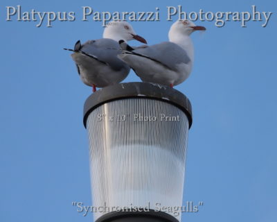 Synchronised Seagulls – 8″x10″ PhotoPrint