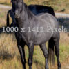 Black-Stallion-2412×3405-1000×1412