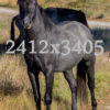 Black-Stallion-2412×3405-400×565