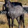 Black-Stallion-2412×3405-500×706