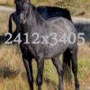 Black-Stallion-2412×3405-ProgLow