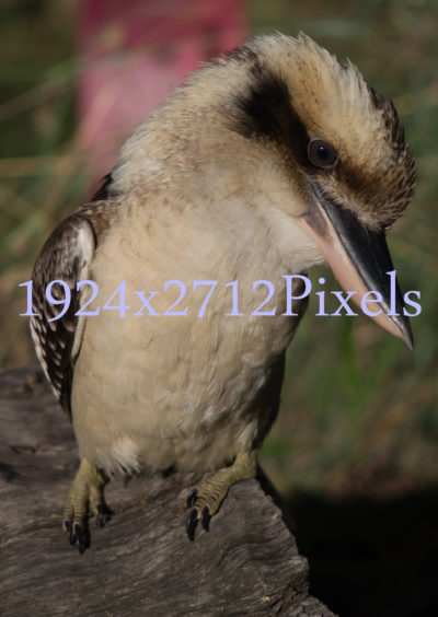 Wild Kookaburra 1924×2712